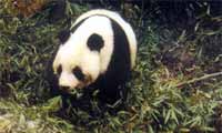 chengdu, nationale trots: panda